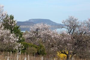 Tavaszi mandulavirágzás Balatongyörökön, Bece-hegyen